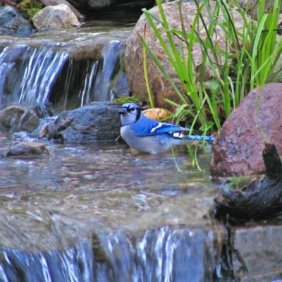 Blue-Jay-enjoying-water-feature