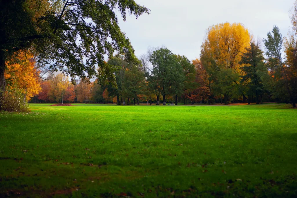 Healthy grass during autumn