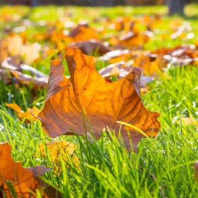 fall-leaves-on-grass