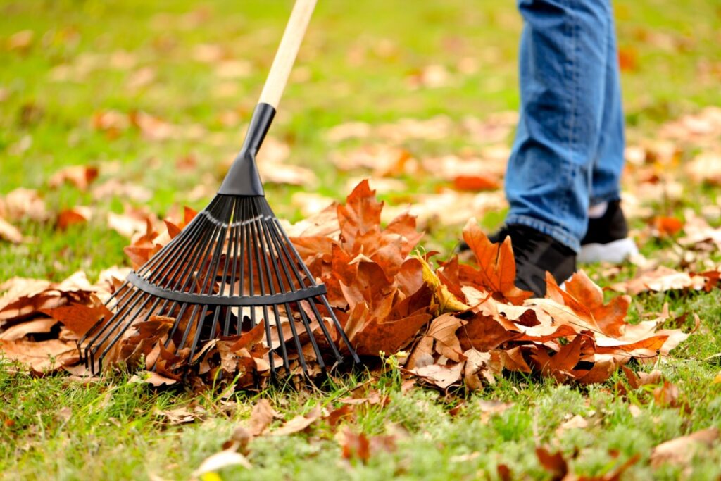 a close-up of a man raking up red and orange leaves from his lawn as part of fall landscaping maintenance